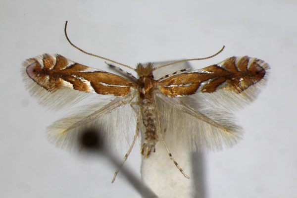 /filer/webapps/moths_gc/media/images/B/belotella_anatolica_Phyllonorycter_A_ZSM_2.jpg