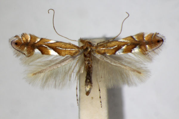 /filer/webapps/moths_gc/media/images/B/belotella_joviella_Phyllonorycter_A_ZSM_4.jpg