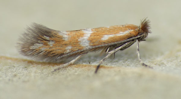 /filer/webapps/moths_gc/media/images/B/berberidella_Phyllonorycter_HT_Nunes-etal_2026_143.jpg
