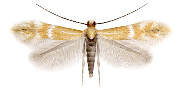 /filer/webapps/moths_gc/media/images/B/berberidella_Phyllonorycter_PT_Nunes-etal_2026_142.jpg