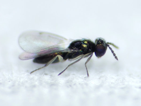 /filer/webapps/moths_gc/media/images/B/berberidella_Phyllonorycter_parasitoid1_Nunes-etal_2026_144.jpg