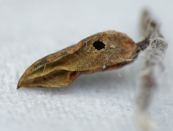 /filer/webapps/moths_gc/media/images/B/berberidella_Phyllonorycter_parasitoid2_Nunes-etal_2026_144.jpg