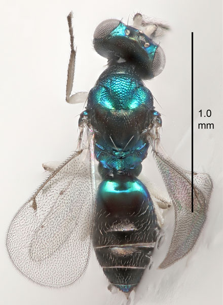 /filer/webapps/moths_gc/media/images/B/berberidella_Phyllonorycter_parasitoid6_Nunes-etal_2026_146.jpg