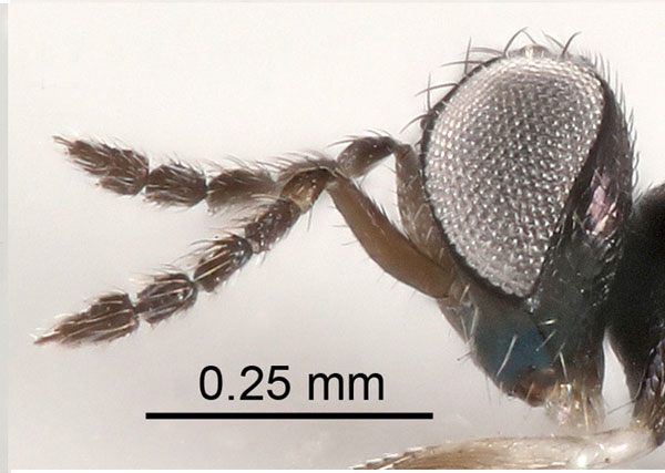 /filer/webapps/moths_gc/media/images/B/berberidella_Phyllonorycter_parasitoid7_Nunes-etal_2026_146.jpg