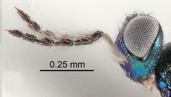 /filer/webapps/moths_gc/media/images/B/berberidella_Phyllonorycter_parasitoid8_Nunes-etal_2026_146.jpg