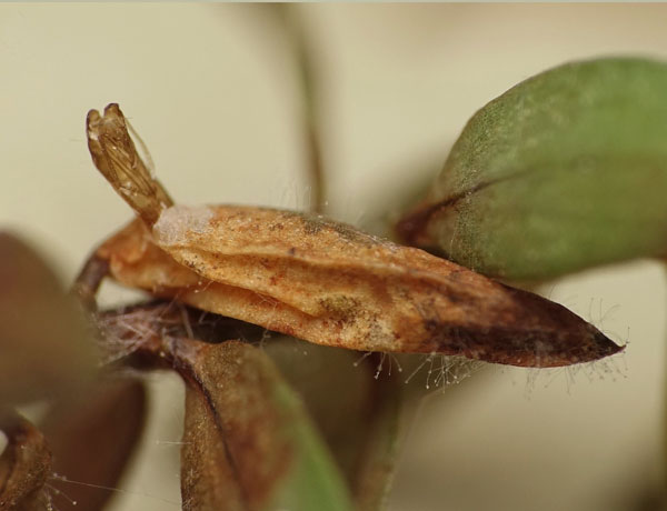 /filer/webapps/moths_gc/media/images/B/berberidella_Phyllonorycter_pupa_Nunes-etal_2026_143.jpg