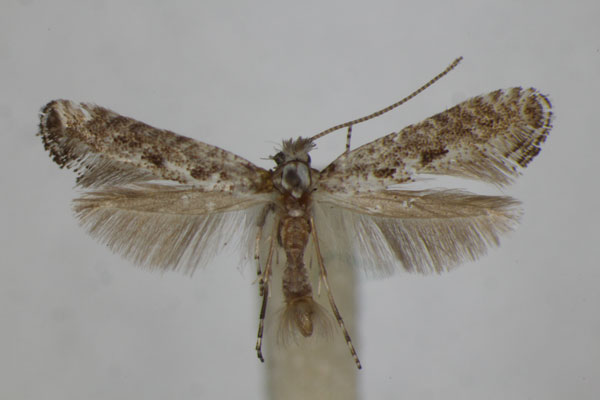 /filer/webapps/moths_gc/media/images/B/betulae_scutulaetella_Parornix_A_ZSM.jpg