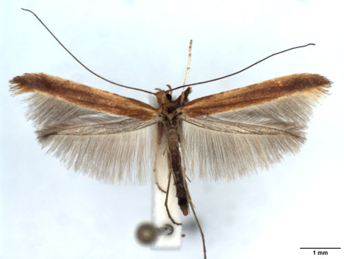 /filer/webapps/moths_gc/media/images/B/betulicola_Caloptilia_A_WJDP.jpg