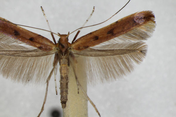 /filer/webapps/moths_gc/media/images/B/betulicola_Caloptilia_A_ZSM_2.jpg