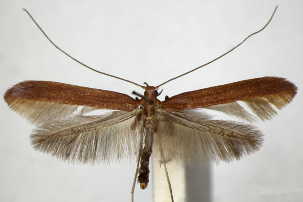 /filer/webapps/moths_gc/media/images/B/betulicola_Caloptilia_A_ZSM_3.jpg