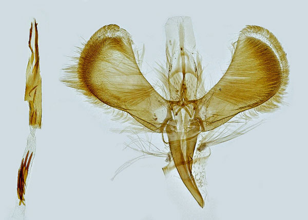 /filer/webapps/moths_gc/media/images/B/betulicola_Caloptilia_GM_Hall.jpg