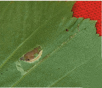 /filer/webapps/moths_gc/media/images/B/betulicola_Caloptilia_M_Kirichenko-et-al_2017b_188.jpg