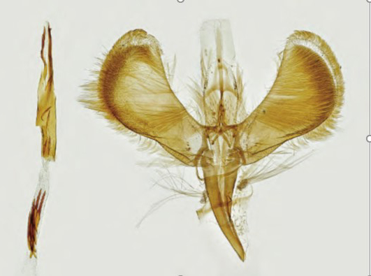 /filer/webapps/moths_gc/media/images/B/betulicola_Caloptilia_Plant_2022_35b.jpg