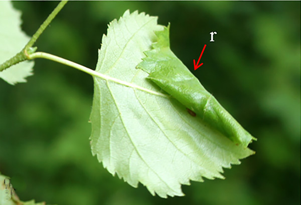 /filer/webapps/moths_gc/media/images/B/betulicola_Caloptilia_mine_Kirichenko-etal_2019_34.jpg