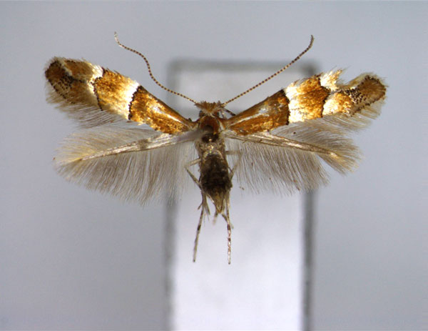 /filer/webapps/moths_gc/media/images/B/bicinctella_Phyllonorycter_A_EIHU.jpg