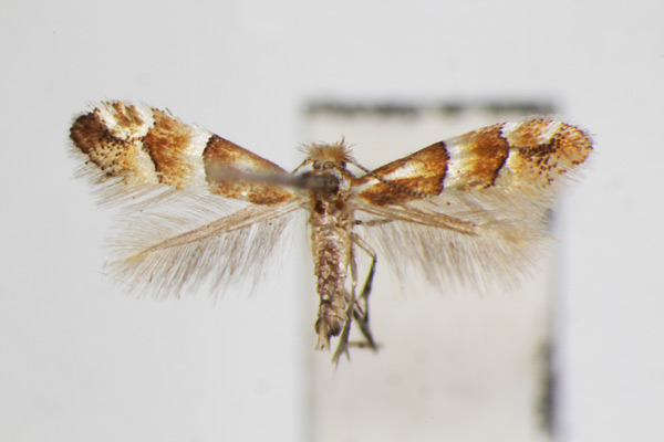 /filer/webapps/moths_gc/media/images/B/bicinctella_Phyllonorycter_A_ZSM.jpg