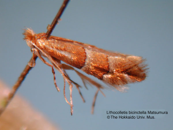 /filer/webapps/moths_gc/media/images/B/bicinctella_Phyllonorycter_HT_EIHU.jpg