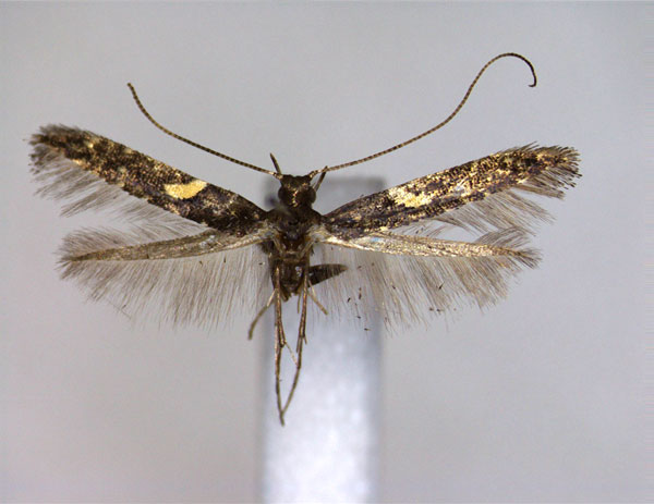 /filer/webapps/moths_gc/media/images/B/bicolor_Caloptilia_A_EIHU.jpg