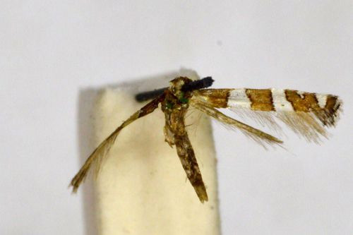 /filer/webapps/moths_gc/media/images/B/bifasciata_Cryptolectica_A_BMNH(E)-1055714.jpg