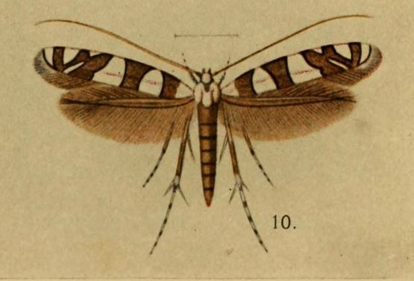 /filer/webapps/moths_gc/media/images/B/bifasciata_Cryptolectica_A_Lamborn_2014_Pl17_fig10.jpg
