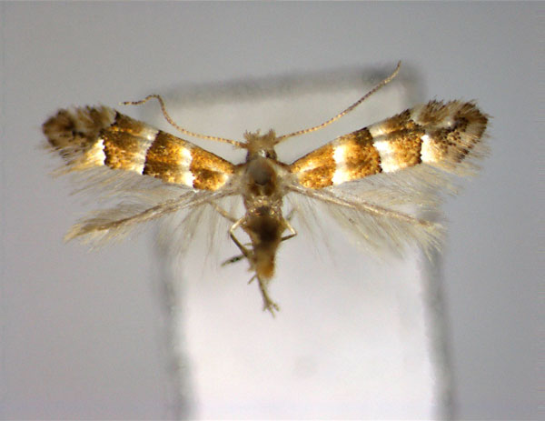 /filer/webapps/moths_gc/media/images/B/bifurcata_Phyllonorycter_A_EIHU.jpg