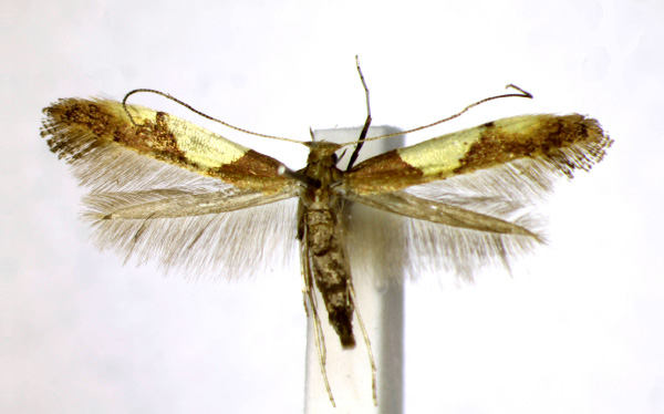 /filer/webapps/moths_gc/media/images/B/bimaculatella_Caloptilia_AF_Landry.jpg