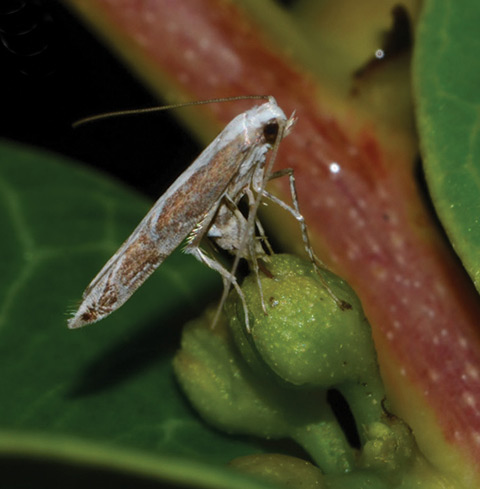 /filer/webapps/moths_gc/media/images/B/bipollenella_Epicephala_A_Kawakita-et-Kato_2016_106.jpg