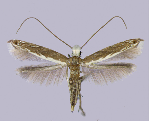 /filer/webapps/moths_gc/media/images/B/bipollenella_Epicephala_A_Kawakita-et-Kato_2016_92.jpg