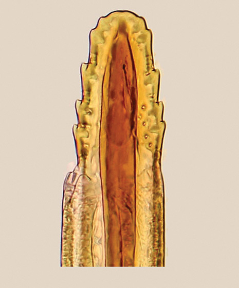 /filer/webapps/moths_gc/media/images/B/bipollenella_Epicephala_GF_Kawakita-et-Kato_2016_102.jpg
