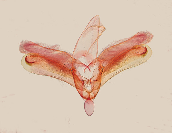 /filer/webapps/moths_gc/media/images/B/bipollenella_Epicephala_GM_Kawakita-et-Kato_2016_94.jpg