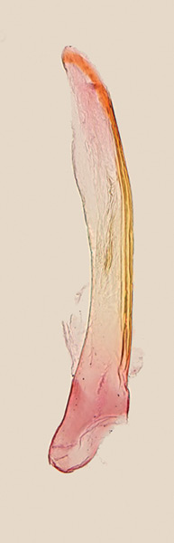 /filer/webapps/moths_gc/media/images/B/bipollenella_Epicephala_GM_Kawakita-et-Kato_2016_96.jpg