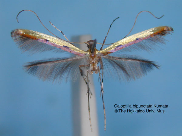 /filer/webapps/moths_gc/media/images/B/bipunctata_Caloptilia_HT_EIHU.jpg