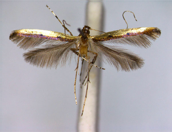 /filer/webapps/moths_gc/media/images/B/bipunctata_Caloptilia_PT_EIHU.jpg