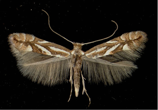 /filer/webapps/moths_gc/media/images/B/blancardella_Phyllonorycter_A_Arzl05021972_MHNG.jpg