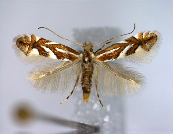 /filer/webapps/moths_gc/media/images/B/blancardella_Phyllonorycter_A_EIHU.jpg