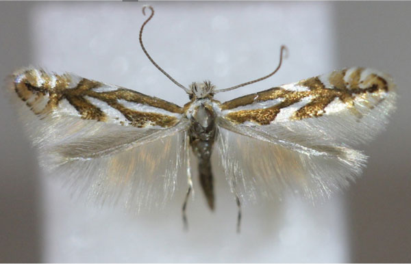 /filer/webapps/moths_gc/media/images/B/blancardella_Phyllonorycter_A_Hellers_2017_A_138.jpg