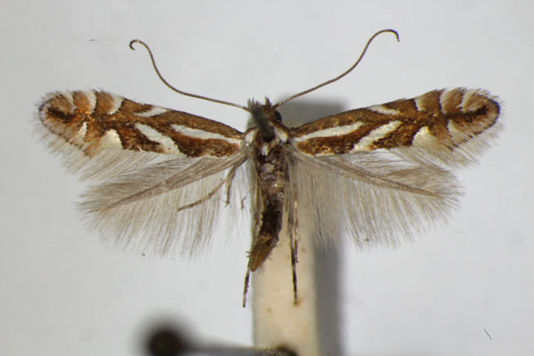 /filer/webapps/moths_gc/media/images/B/blancardella_Phyllonorycter_A_ZSM.jpg
