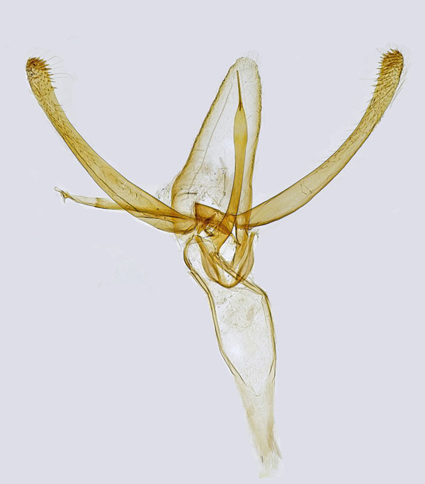 /filer/webapps/moths_gc/media/images/B/blancardella_Phyllonorycter_GM_Hall.jpg