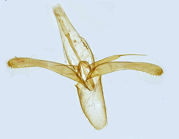 /filer/webapps/moths_gc/media/images/B/blancardella_Phyllonorycter_GM_Hall_2.jpg