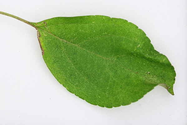/filer/webapps/moths_gc/media/images/B/blancardella_Phyllonorycter_mine_Willy-De-Prins.jpg