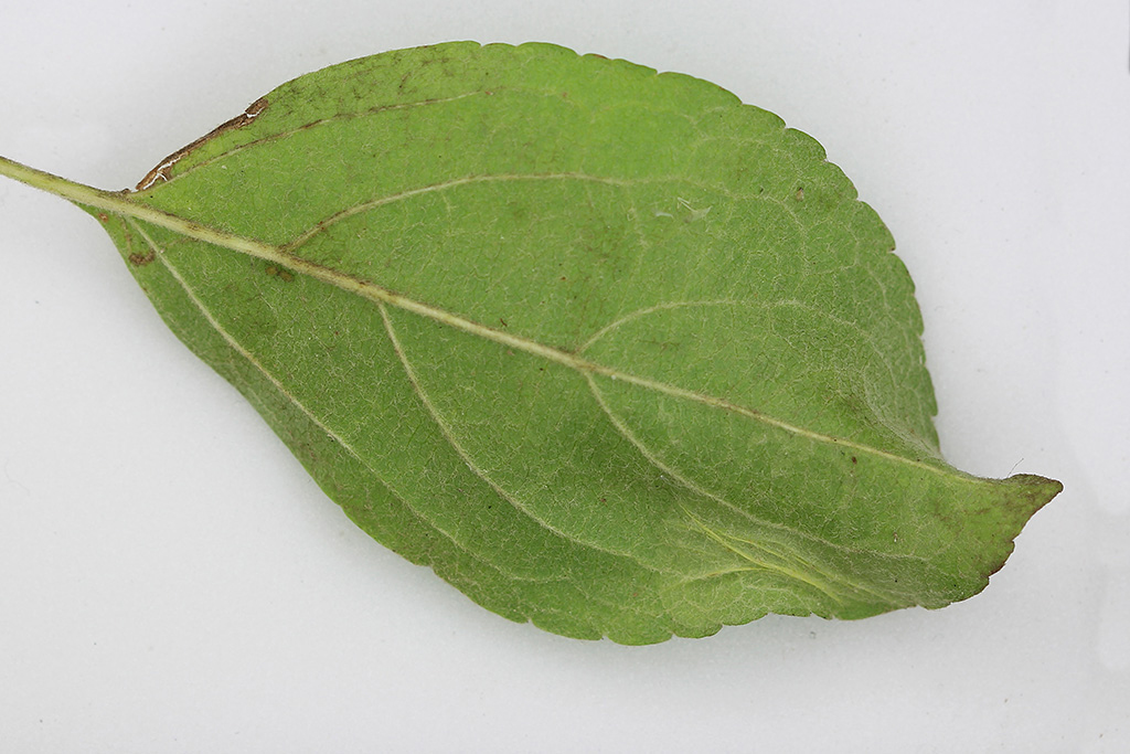 /filer/webapps/moths_gc/media/images/B/blancardella_Phyllonorycter_mine_Willy-De-Prins_2.jpg
