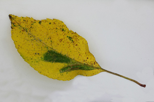 /filer/webapps/moths_gc/media/images/B/blancardella_Phyllonorycter_mine_Willy-De-Prins_3.jpg