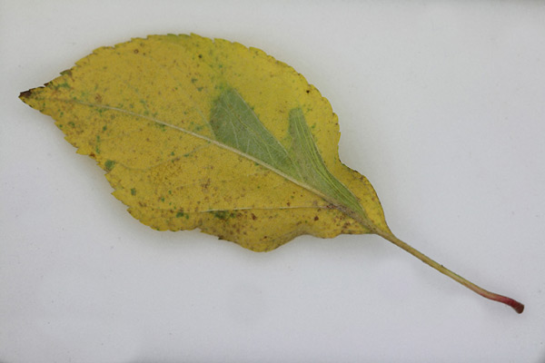 /filer/webapps/moths_gc/media/images/B/blancardella_Phyllonorycter_mine_Willy-De-Prins_4.jpg