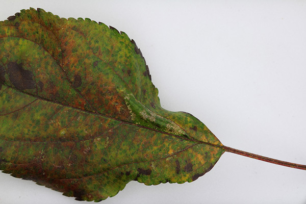 /filer/webapps/moths_gc/media/images/B/blancardella_Phyllonorycter_mine_Willy-De-Prins_5.jpg