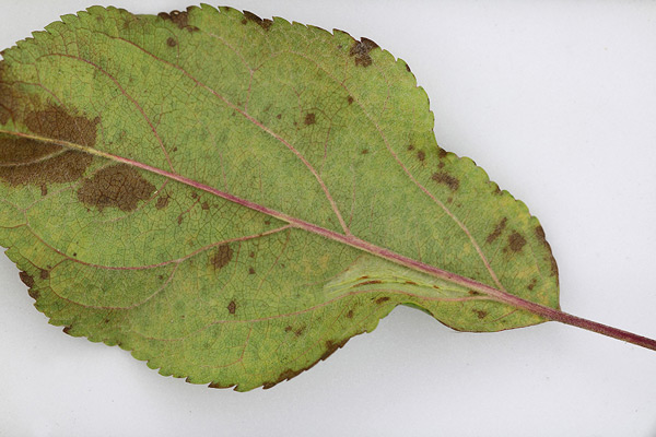 /filer/webapps/moths_gc/media/images/B/blancardella_Phyllonorycter_mine_Willy-De-Prins_6.jpg