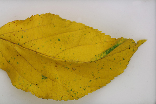 /filer/webapps/moths_gc/media/images/B/blancardella_Phyllonorycter_mine_Willy-De-Prins_7.jpg