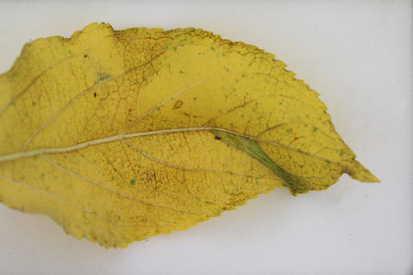 /filer/webapps/moths_gc/media/images/B/blancardella_Phyllonorycter_mine_Willy-De-Prins_8.jpg