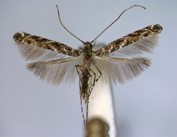 /filer/webapps/moths_gc/media/images/B/bohartiella_Neurobathra_A_EIHU.jpg