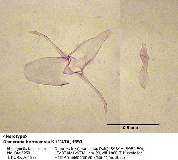 /filer/webapps/moths_gc/media/images/B/borneensis_Cameraria_GM_HT_5258_EIHU.jpg