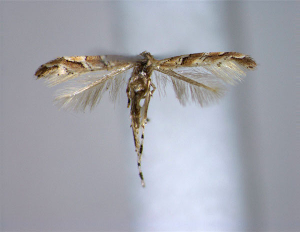 /filer/webapps/moths_gc/media/images/B/borneensis_Cameraria_PT_EIHU.jpg